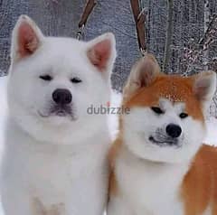 Akita puppies 0