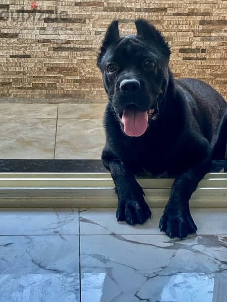 cane corso  كين كورسو 3