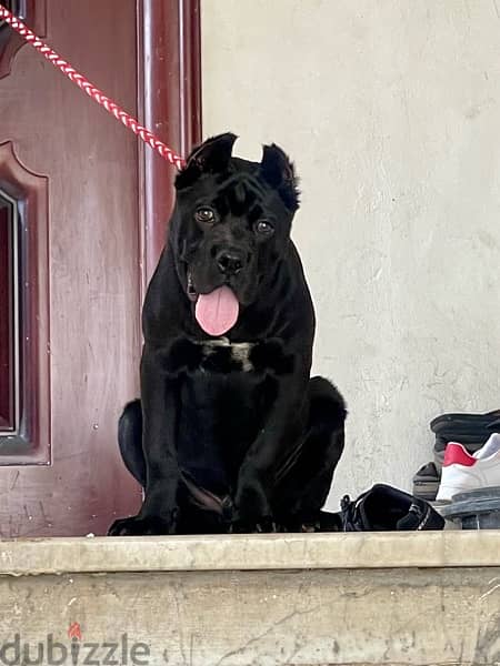 cane corso  كين كورسو 4