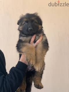 German shepherd puppies 55 days بشهادات نسب fci  أحفاد كسار بطل العالم