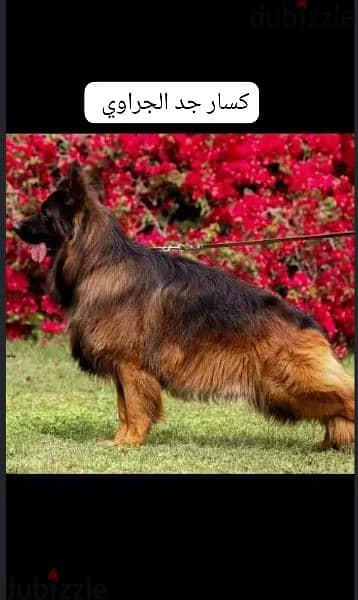 German shepherd puppies 75 days بشهادات نسب fci  أحفاد كسار بطل العالم 1