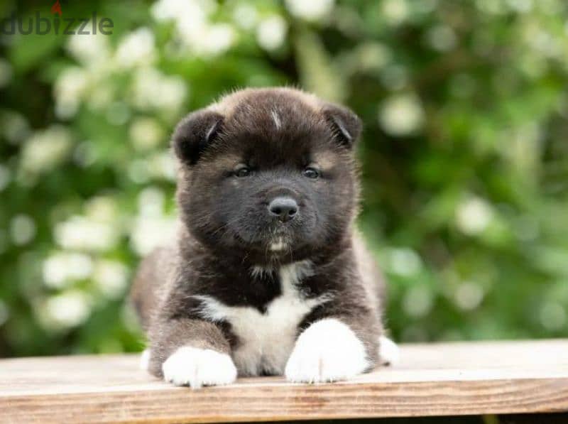 American Akita puppies Boys Puppies From Russia 0