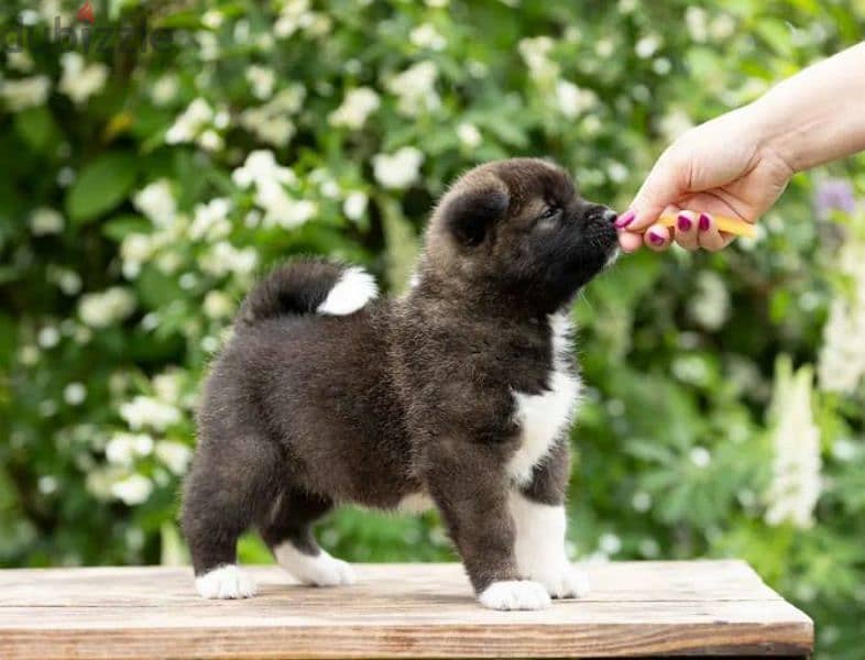 American Akita puppies Boys Puppies From Russia 1