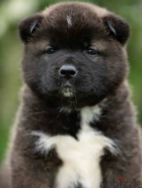 American Akita puppies Boys Puppies From Russia 2