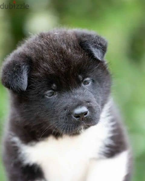 American Akita puppies Boys Puppies From Russia 3