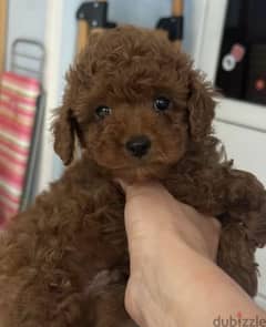 Teddy toy Poodle Boy From Russia