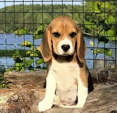 Beagle puppies girls & boys from Russia