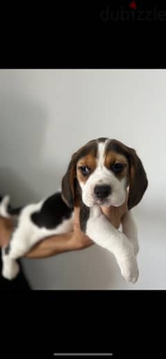 beagle