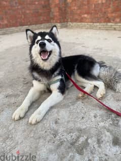 Husky Alaskan Malamute 0