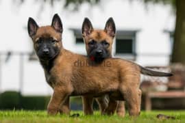 malinois