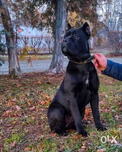 Cane corso 2024 8 months