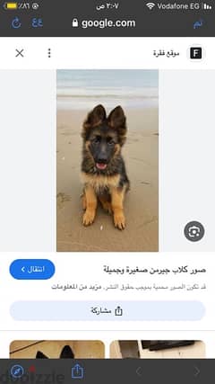 مطلوب جروايه بيتبول او جيرمن 0