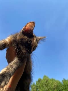 قطه شيرازي للتبني عمرها ٣ شهور شكلها مميز جدا