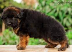 puppies German shepherd pure male and female جراوى جيرمن شيبرد ذكر 0