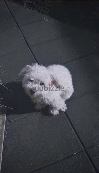 havanese puppy 0