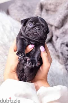 pug