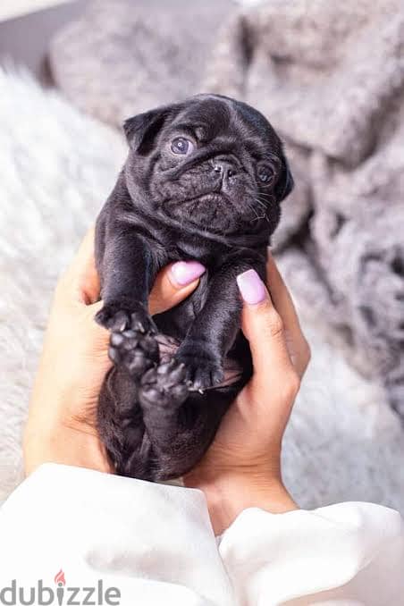 pug puppies اجمل جراوي بج 0