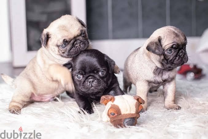 pug puppies اجمل جراوي بج 1