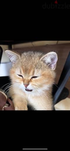 British Shorthair cat