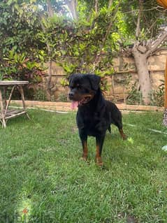 تصفية مزرعة كلاب نتايات روت وايلر rottweiler كل الاعمار