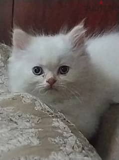 قطط هيمالايا اورانج بيور