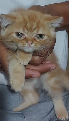 for sale, cute himalayan kitten.