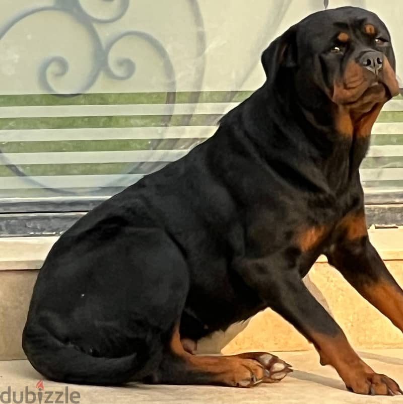 Rott dog puppy rottwieller 0