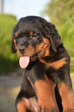 rott for sale