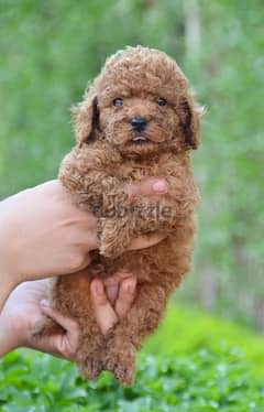 Toy Poodle Dog Male for sale imported Parents