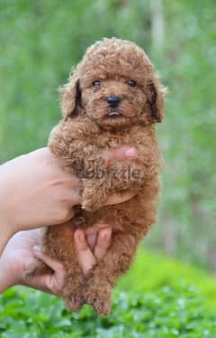 Toy Poodle Dog Male for sale imported Parents 0