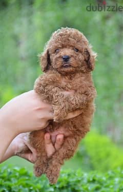 Toy Poodle Dog Female Top Quality