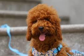 Toy Poodle Red Brown from Europe with all Documents