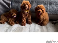 Toy Poodle Dog Red Brown ( 6 Months ) FCI Pedigree 0