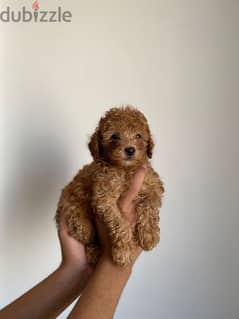 toy poodle puppies