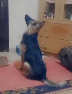 !! Urgently sale German shepherd, male بيع عاجل كلب الراعي الألماني ذك 0