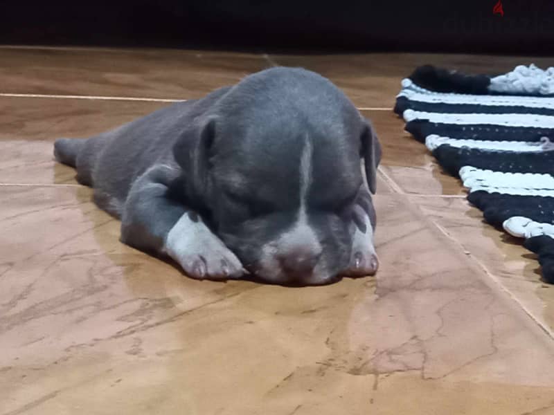 standard blue american bully 1