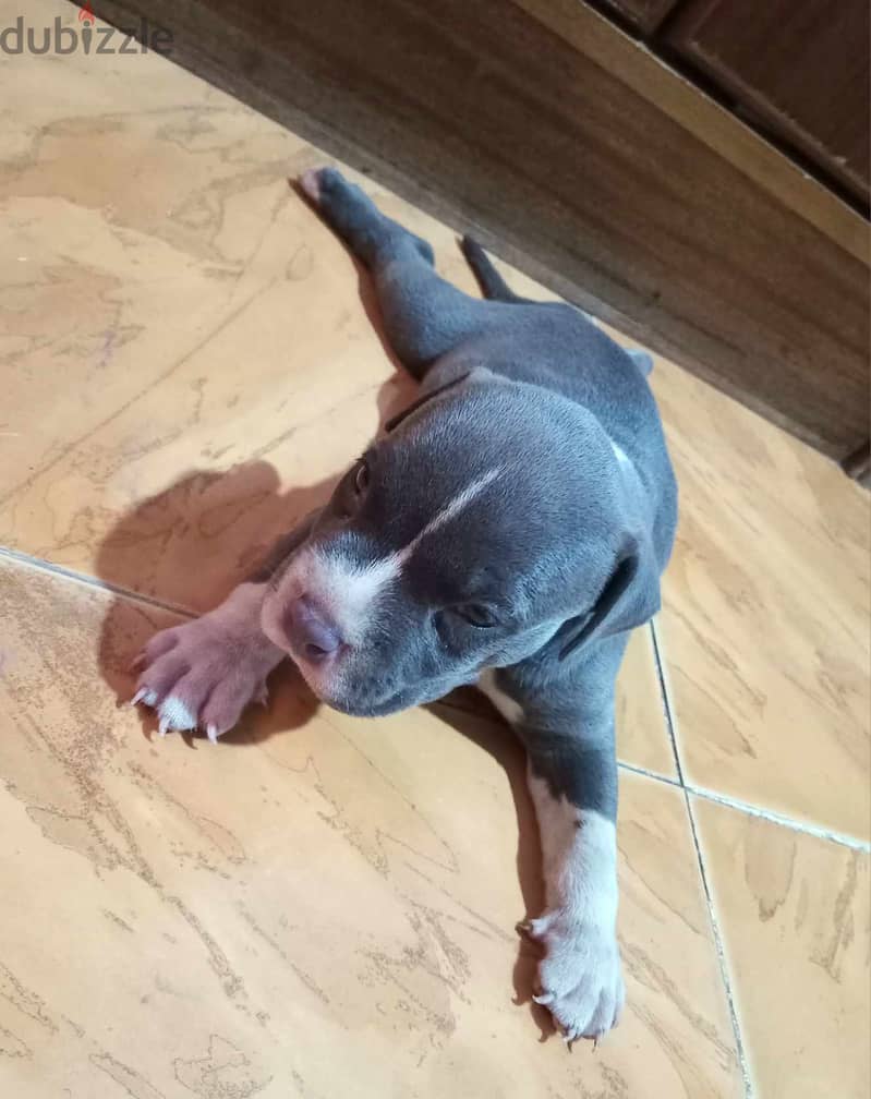 standard blue american bully 3