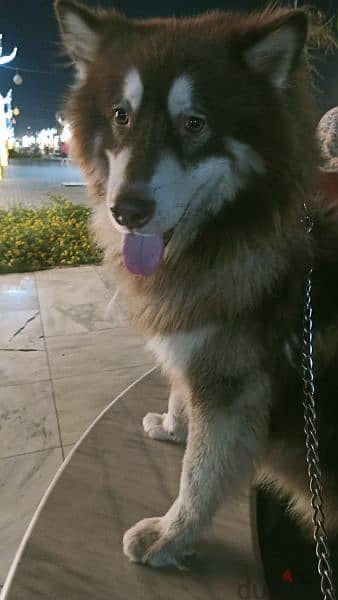 alaskan malamute 1