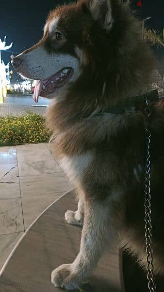 alaskan malamute 2