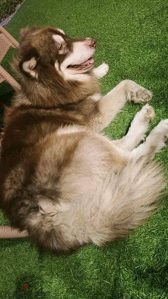 alaskan malamute 3