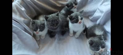 British shorthair kittens قطط بريتش شورت هير