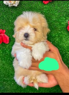 Mini Havanese dog potty Trained 0