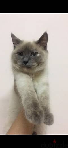 Siamese cat for sale