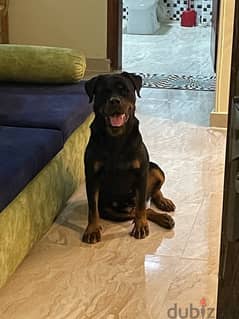 Rottweiler for sale