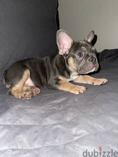 french bulldog puppies available 0