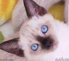 the most gorgeous Siamese kitty in egypt  سيامي سيامى