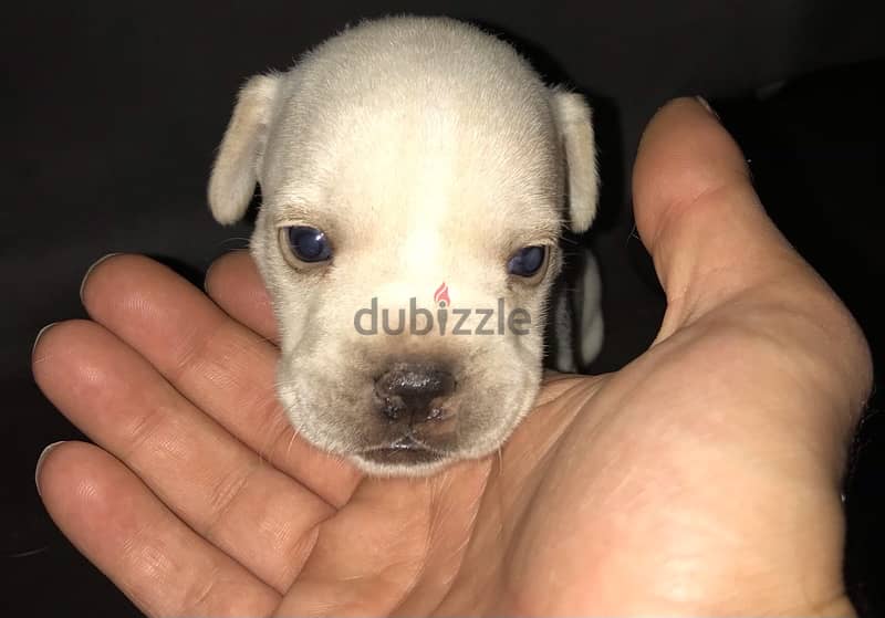 Mini pitbullz__( Rare Breed ) ميني بتبول ( سلالة نادرة الوجود) 5