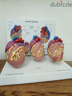 Heart Anatomy Dimentinal Model 0