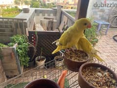 Parrots Paradise بغبغانات أليفه 0