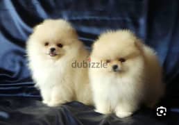 puppy Pomeranian 0